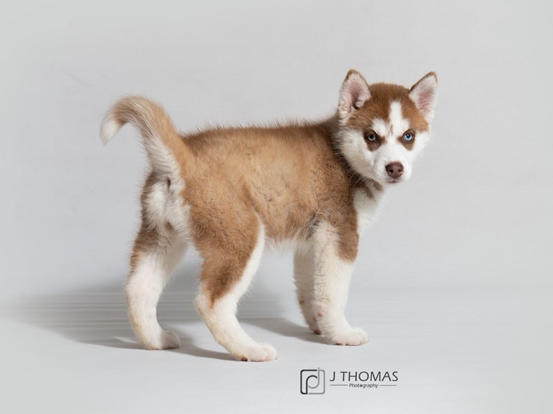 Siberian Husky-DOG-Female--3133786-Petland Topeka, Kansas