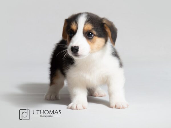 Pembroke Welsh Corgi DOG Male 18629 Petland Topeka, Kansas