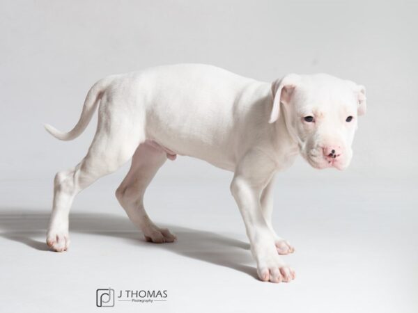 Argentine Dogo-DOG-Male--18626-Petland Topeka, Kansas