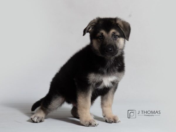 German Shepherd Dog DOG Male Black / Tan 18625 Petland Topeka, Kansas