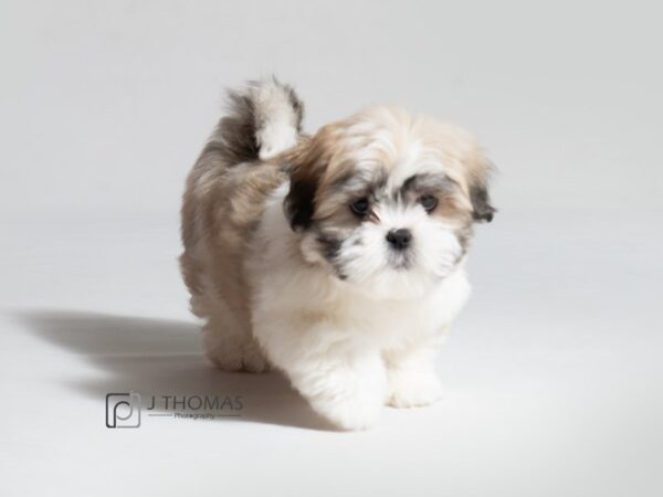 Lhasa Apso DOG Female Golden 18624 Petland Topeka, Kansas