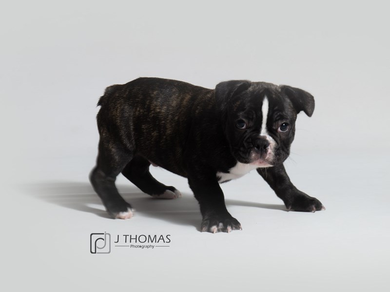 French Bulldog-DOG-Male-Brindle-3131764-Petland Topeka, Kansas