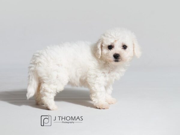 Bichon Frise-DOG-Female-White-18620-Petland Topeka, Kansas