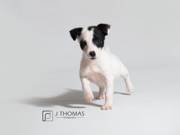 Jack Russell Terrier DOG Female White 18619 Petland Topeka, Kansas