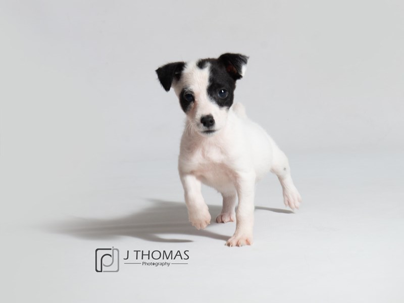Jack Russell Terrier-DOG-Female-White-3131766-Petland Topeka, Kansas