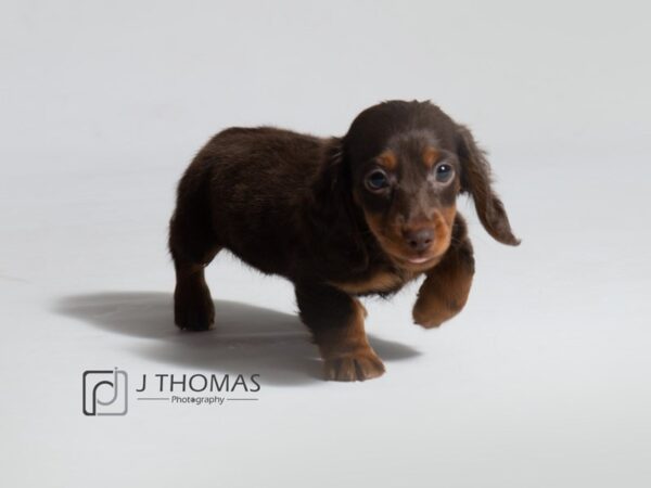 Dachshund DOG Female Chocolate / Tan 18618 Petland Topeka, Kansas