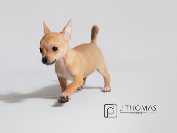 Chihuahua DOG Female Fawn 18617 Petland Topeka, Kansas