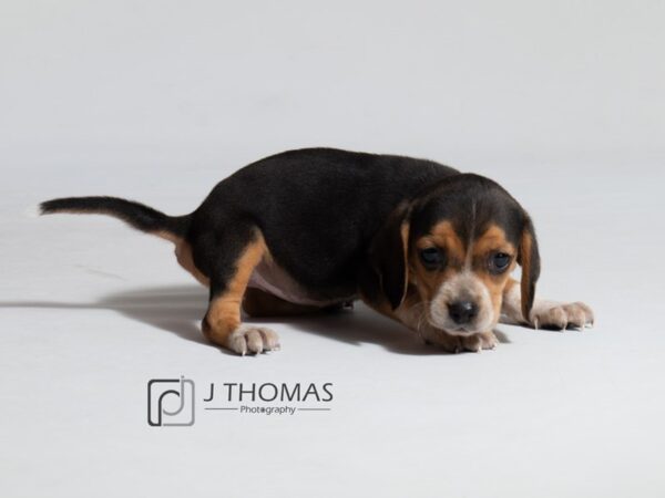 Beagle DOG Female Black Tan / White 18615 Petland Topeka, Kansas