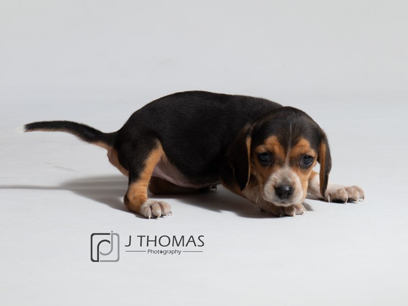 Beagle-DOG-Female-Black Tan / White-3131768-Petland Topeka, Kansas