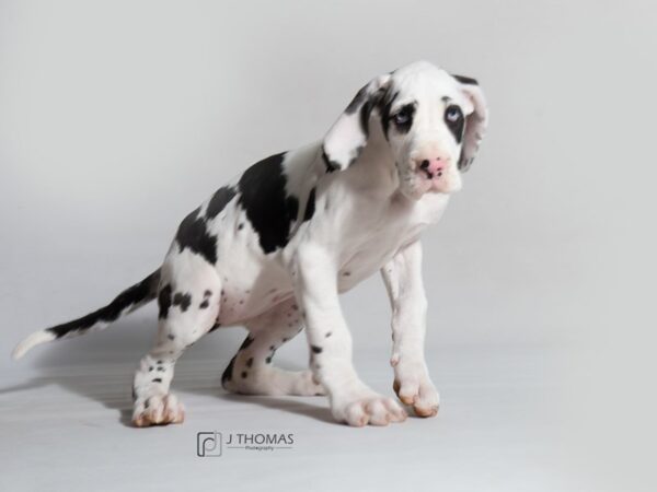 Great Dane DOG Female Harlequin 18612 Petland Topeka, Kansas