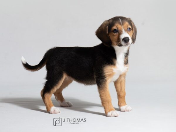 Aussie Beagle DOG Female Tri Color 18609 Petland Topeka, Kansas