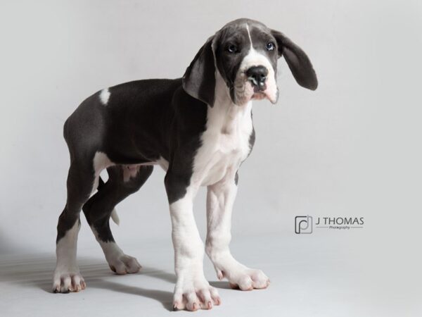 Great Dane DOG Male Blue Mantle 18614 Petland Topeka, Kansas