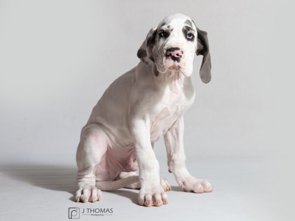 Great Dane DOG Male Silver and White 18613 Petland Topeka, Kansas