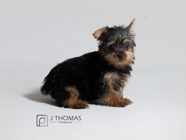 Yorkshire Terrier DOG Male Black / Tan 18623 Petland Topeka, Kansas