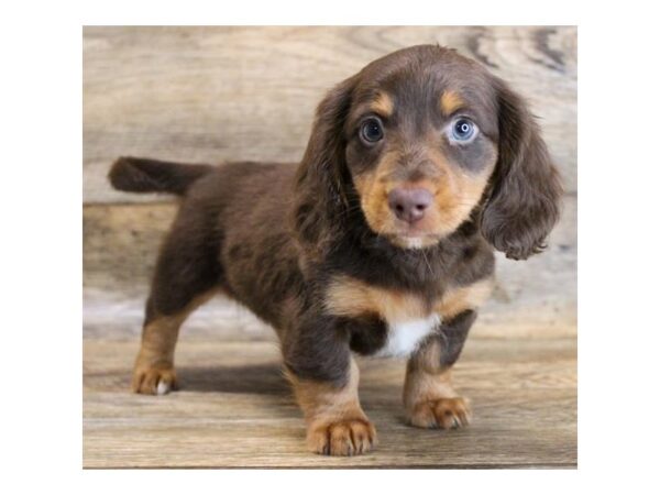 Dachshund DOG Male Chocolate / Tan 18632 Petland Topeka, Kansas