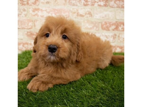 Goldendoodle Mini DOG Male Red 18638 Petland Topeka, Kansas