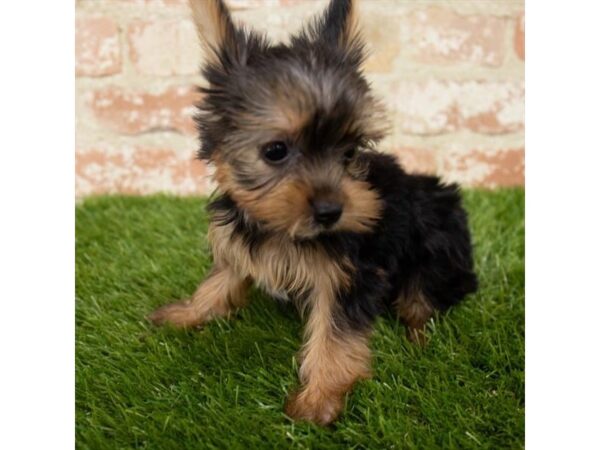 Yorkshire Terrier DOG Female Black / Tan 18637 Petland Topeka, Kansas