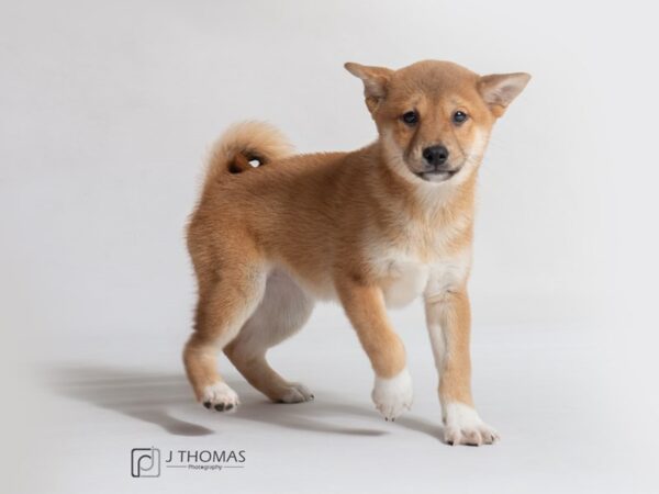 Shiba Inu DOG Female Red 18636 Petland Topeka, Kansas