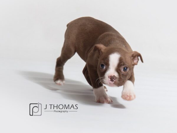 Boston Terrier DOG Female Seal / White 18635 Petland Topeka, Kansas