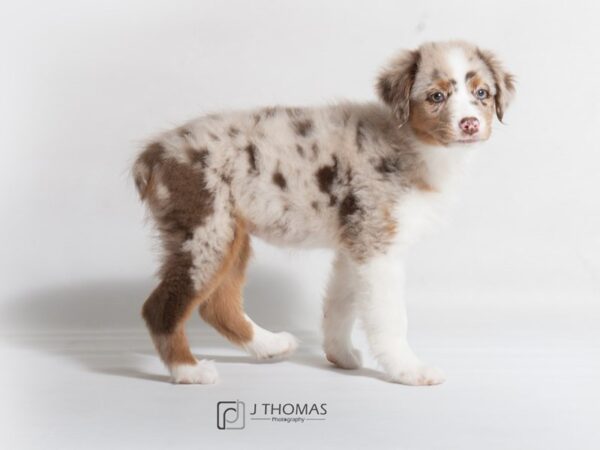 Australian Shepherd DOG Female Red Merle 18634 Petland Topeka, Kansas