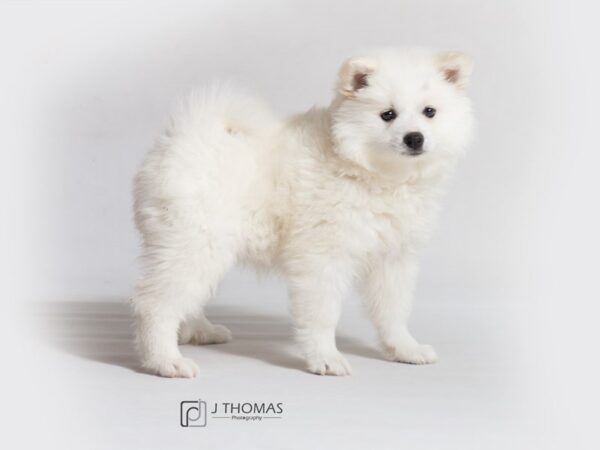 American Eskimo Dog DOG Female White 18631 Petland Topeka, Kansas