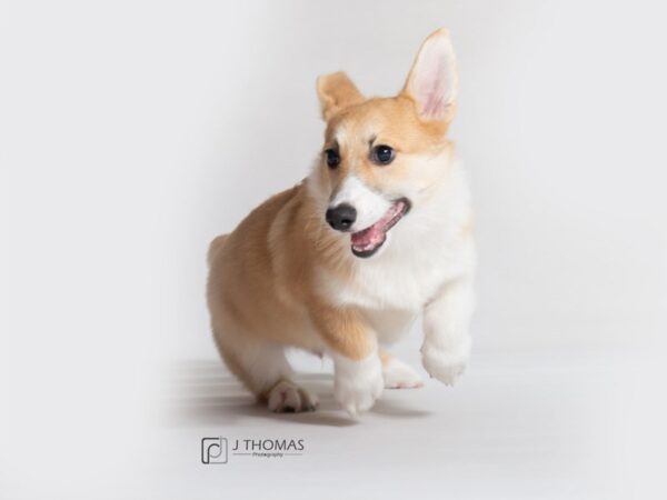 Pembroke Welsh Corgi DOG Male 18508 Petland Topeka, Kansas