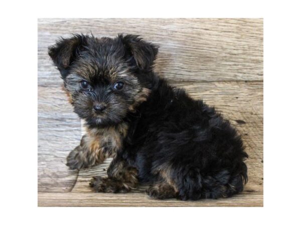 Yorkshire Terrier DOG Female Black / Tan 18641 Petland Topeka, Kansas