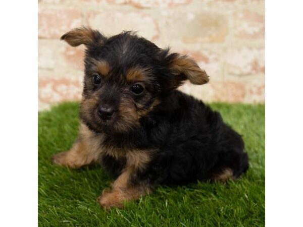 Yorkshire Terrier DOG Female Black / Tan 18653 Petland Topeka, Kansas