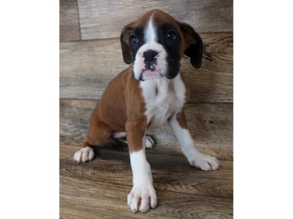 Boxer DOG Female Fawn 18642 Petland Topeka, Kansas