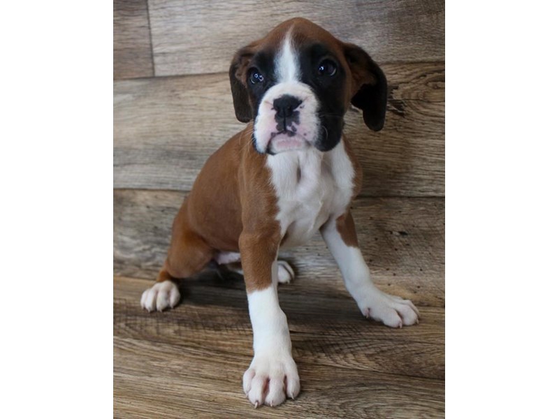 Boxer-DOG-Female-Fawn-3152791-Petland Topeka, Kansas