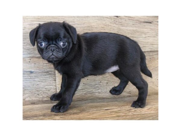 Pug DOG Female Black 18639 Petland Topeka, Kansas