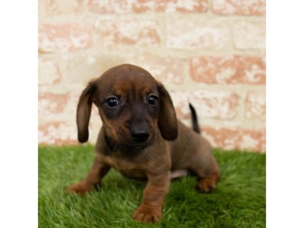 Dachshund-DOG-Female-Wild Boar-18647-Petland Topeka, Kansas