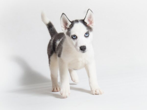 Siberian Husky DOG Female 18659 Petland Topeka, Kansas