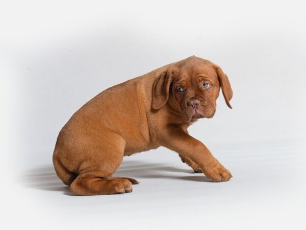 Dogue De Bordeaux-DOG-Female--18658-Petland Topeka, Kansas