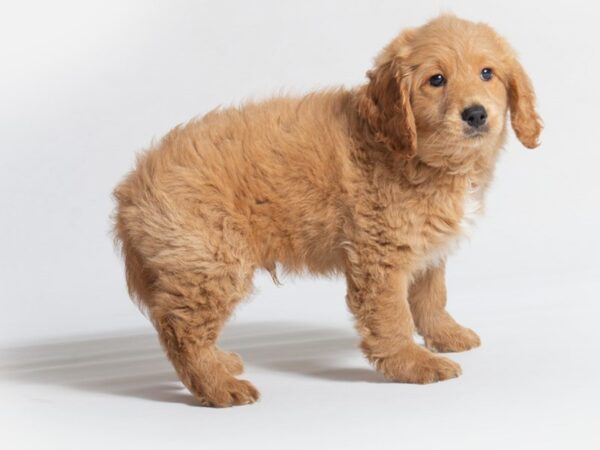 Goldendoodle Mini DOG Male Golden 18655 Petland Topeka, Kansas