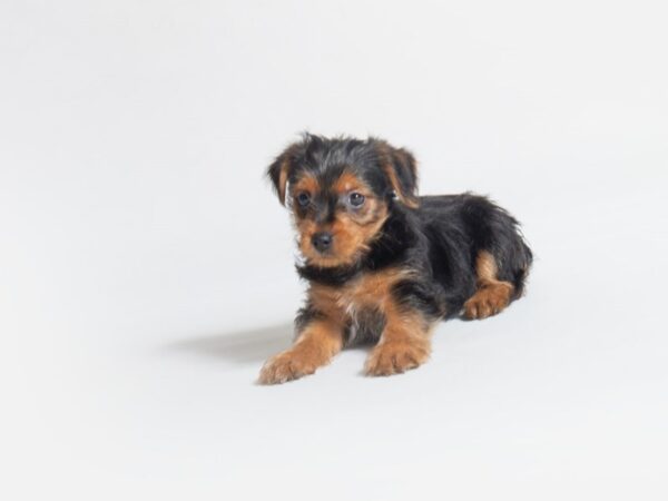 Yorkshire Terrier DOG Male Black / Tan 18654 Petland Topeka, Kansas