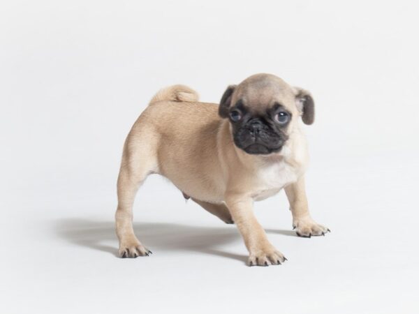 Pug DOG Male Fawn 18651 Petland Topeka, Kansas