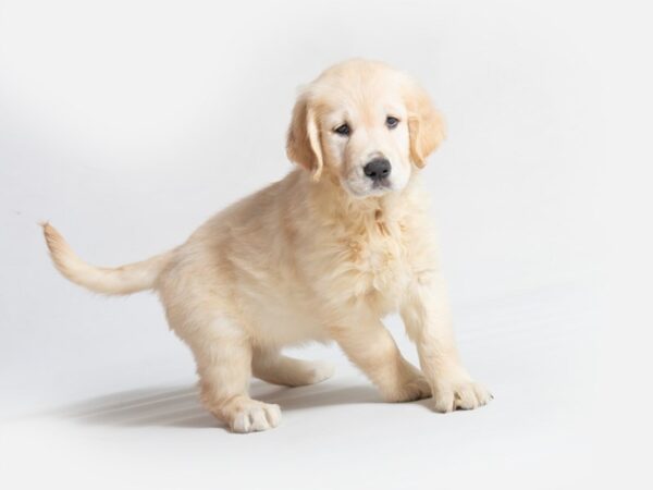 Golden Retriever DOG Female Light Golden 18650 Petland Topeka, Kansas