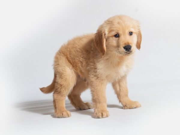 Golden Retriever DOG Male Golden 18649 Petland Topeka, Kansas