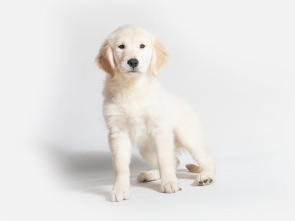 Golden Retriever DOG Female Golden 18648 Petland Topeka, Kansas