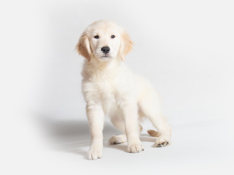 Golden Retriever-DOG-Female-Golden-3152746-Petland Topeka, Kansas