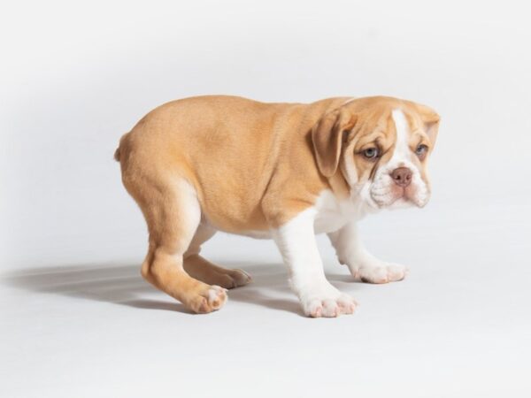 Bulldog DOG Female Red 18645 Petland Topeka, Kansas