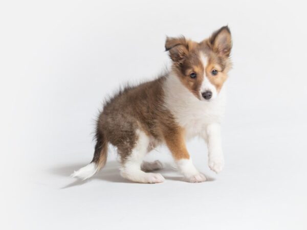 Shetland Sheepdog DOG Male Sable / White 18640 Petland Topeka, Kansas