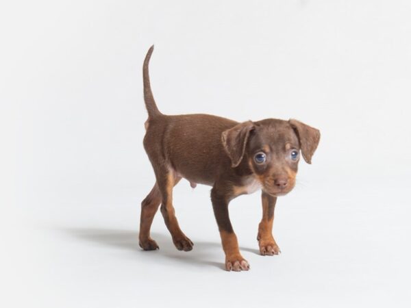 Beagle/Chihuahua-DOG-Male-Chocolate-18628-Petland Topeka, Kansas