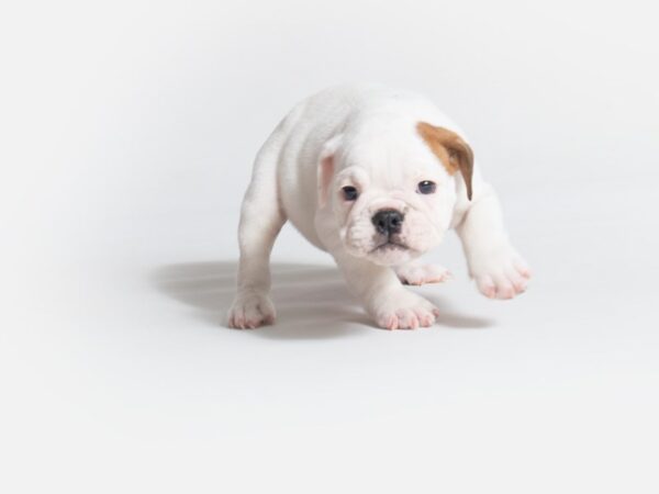 English Bulldog DOG Female Red and White 18657 Petland Topeka, Kansas