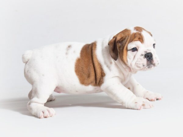 English Bulldog DOG Female Red and White 18656 Petland Topeka, Kansas