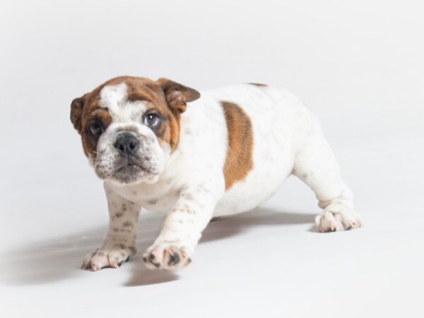 Bulldog-DOG-Male-Red Brindle-18643-Petland Topeka, Kansas