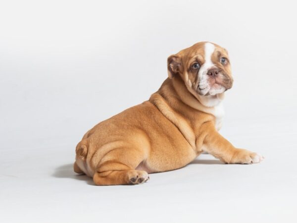 Bulldog DOG Female Red 18646 Petland Topeka, Kansas