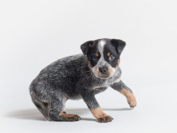 Australian Cattle Dog DOG Female Blue 18644 Petland Topeka, Kansas