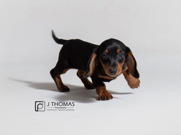 Dachshund DOG Female Black and Tan 18685 Petland Topeka, Kansas